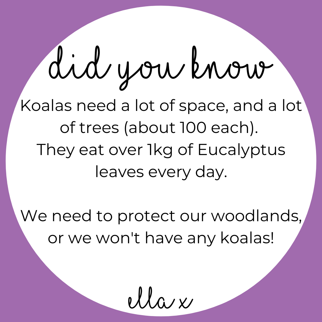 Limited Edition: Koala + Eucalyptus Covered Buttons Hair clips Ella Made 